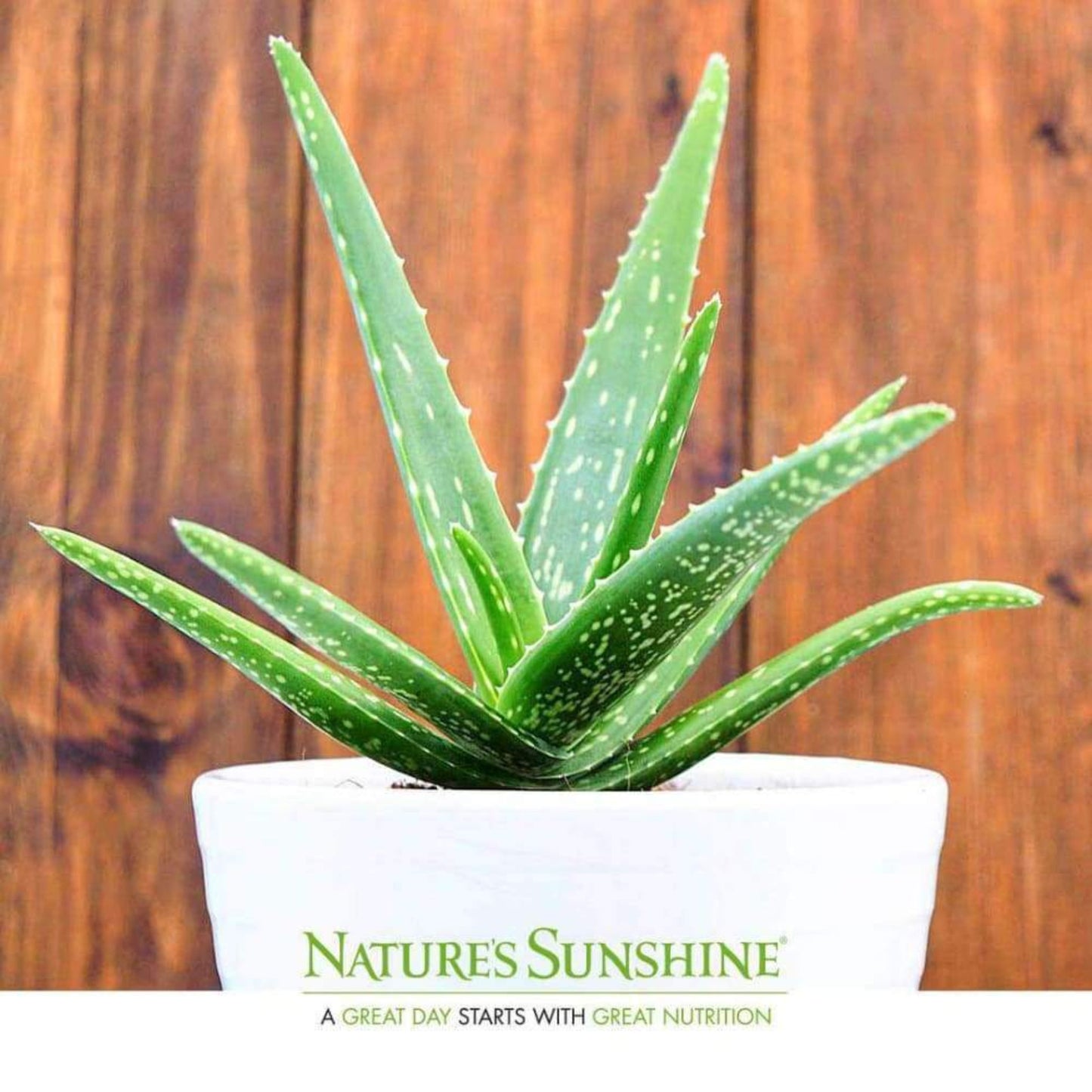 Aloe Vera plant with Nature's Sunshine logo on the container