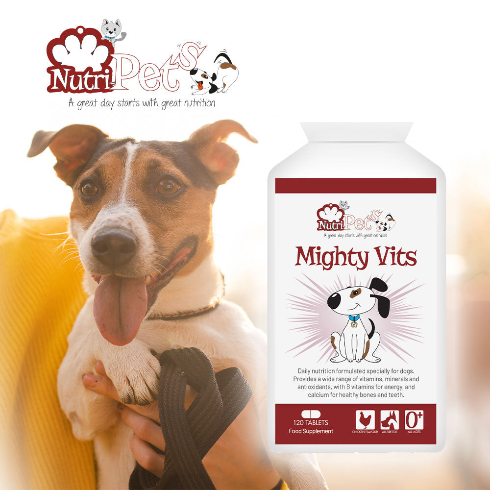 A terrier dog on a lead with a bottle of Nutri-Pets Mighty Vits in the foreground