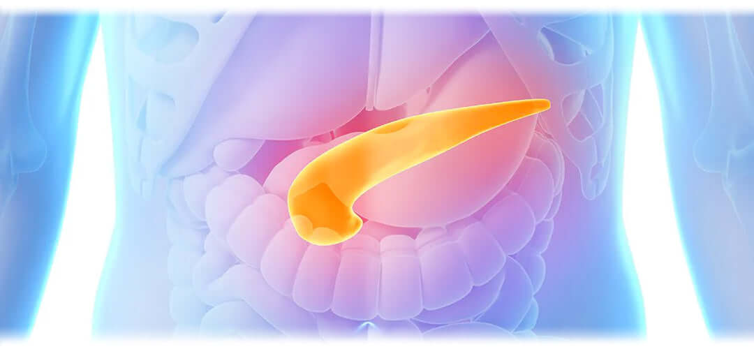 The pancreas organ