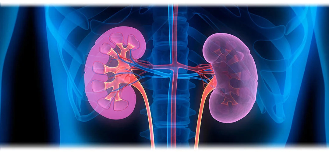 healthy kidneys, symbolising kidney health.