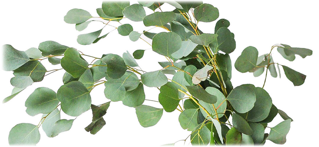 Fresh eucalyptus branches with round, green leaves on a white background. Known for their aromatic fragrance and therapeutic properties.