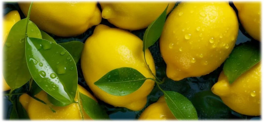 Fresh whole lemons with water droplets. The citrus fruit is known for its zesty flavour and vitamin C content.
