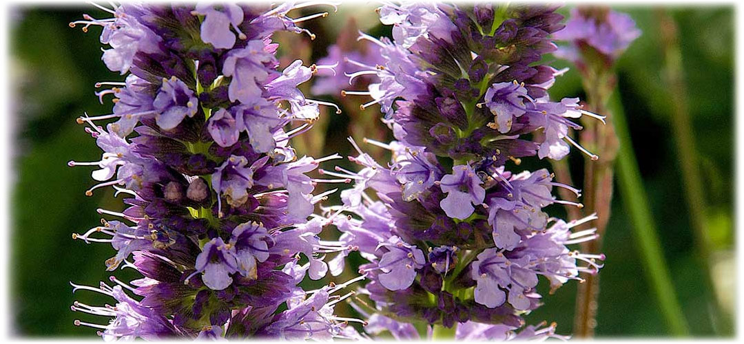 Close-up of vibrant purple hyssop flowers in full bloom against a blurred natural background. Known for their aromatic and medicinal properties.
