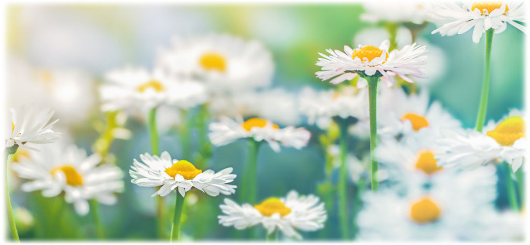 Soft-focus image of blooming chamomile flowers with delicate white petals and yellow centers against a blurred green background.