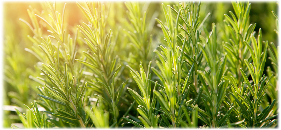 fresh rosemary. The aromatic herb is known for its culinary and medicinal uses.