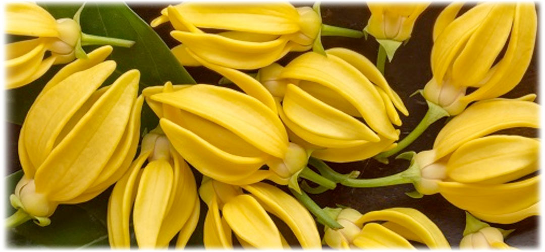 Fresh ylang-ylang flowers in full bloom with their distinctive yellow petals and bright green leaves. Known for their sweet, floral fragrance.