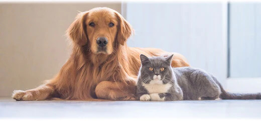 A cat and dog curled up together on a pet bed