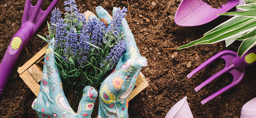 selection of gardening tool and potting plant in the flower bed.