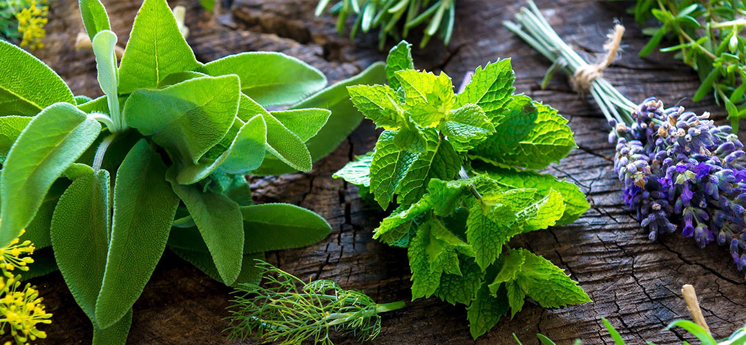 selection of herbs on rustic counter top