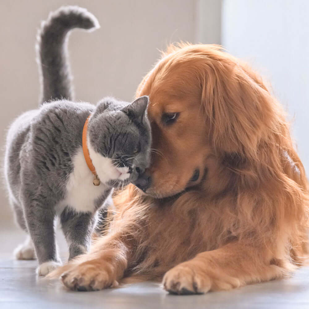 Cat and dog cuddling