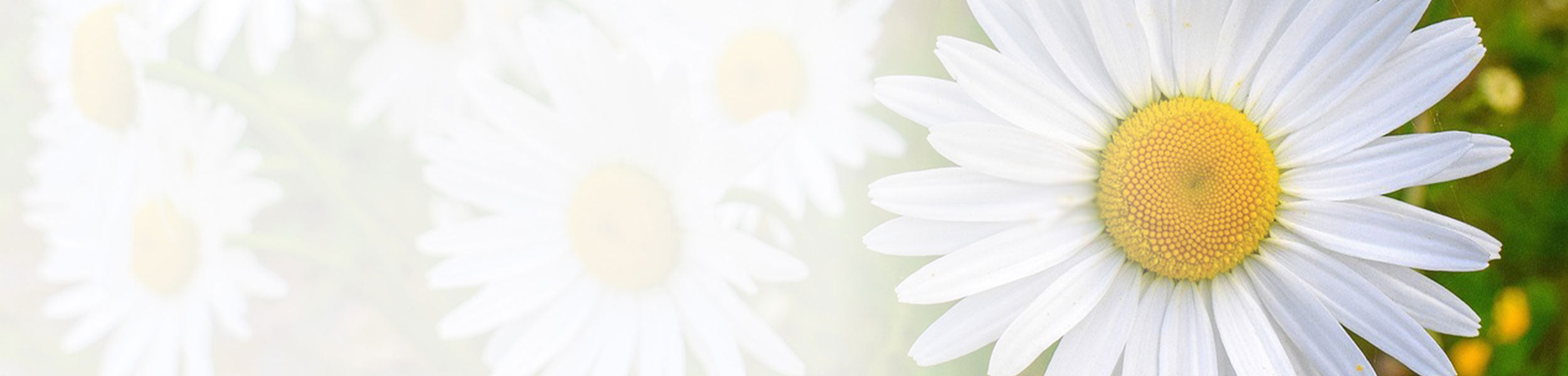 chamomile flowers