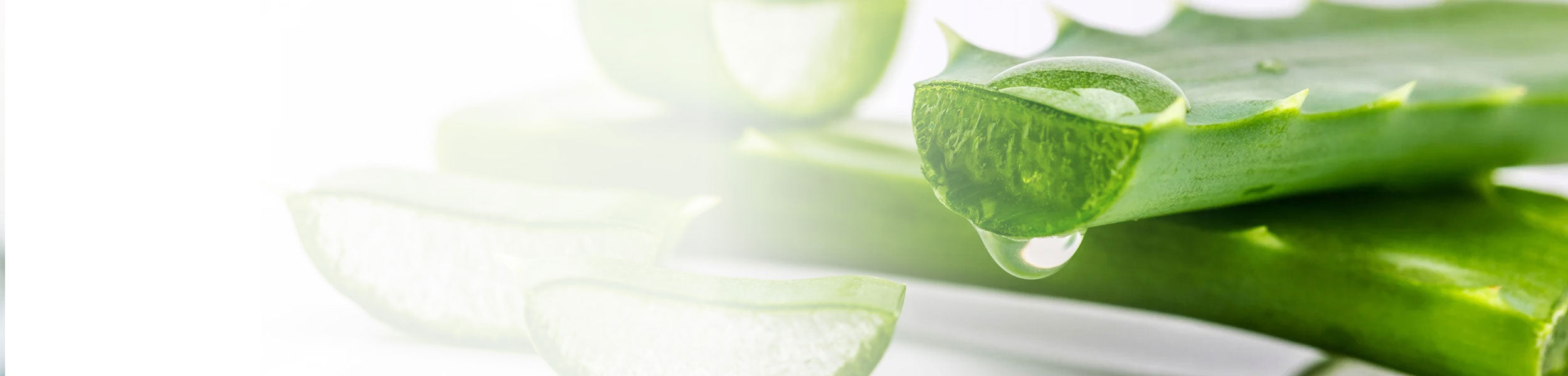 Aloe vera leaves