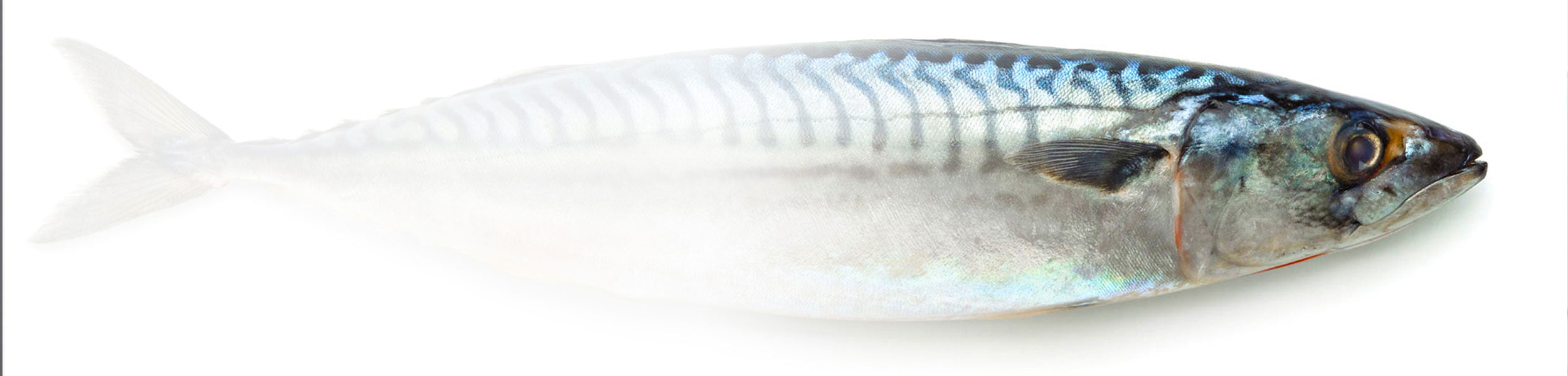 Mackerel fish indicating oily fish