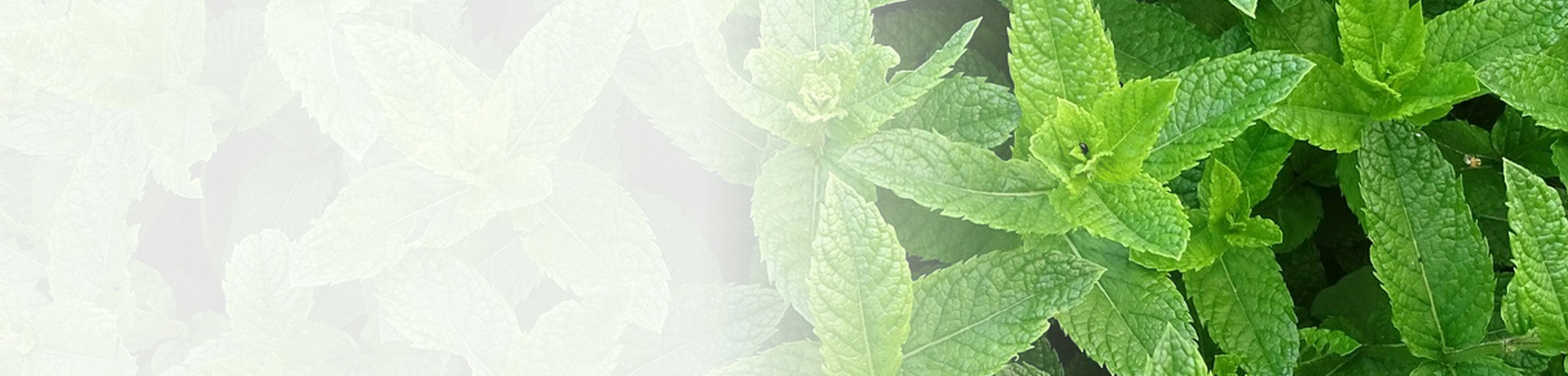 close up of peppermint flowers