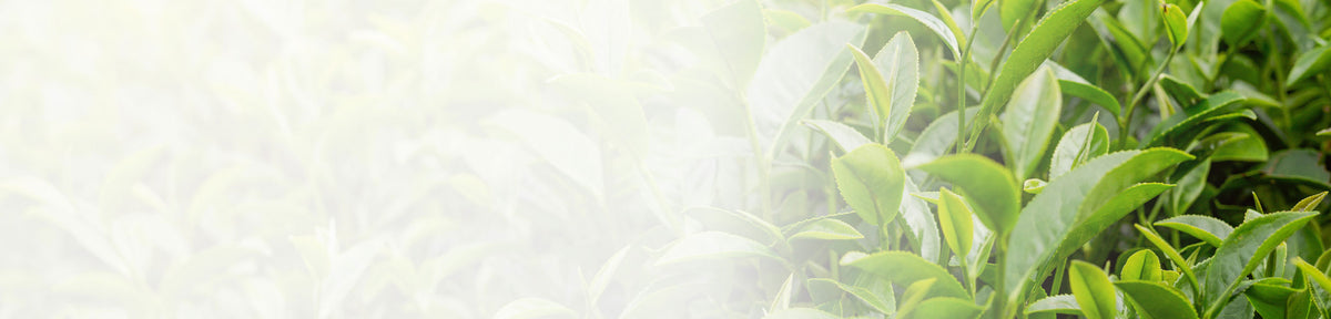 Mea Tree Tea Tree Essential Oil Guide | Aromatherapy | Lily & Loaf