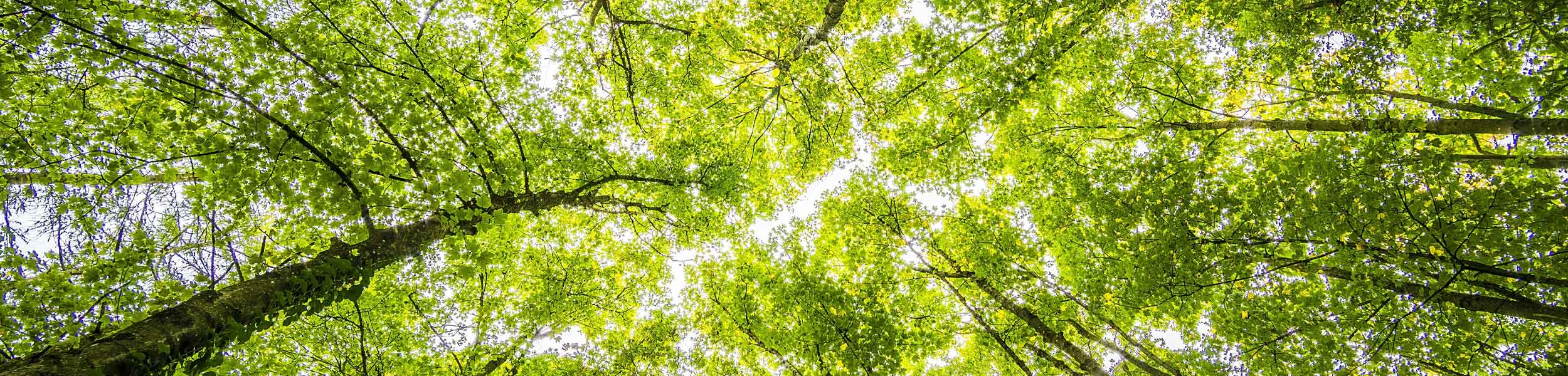 A view from the forest floor looking up at a tree canopy