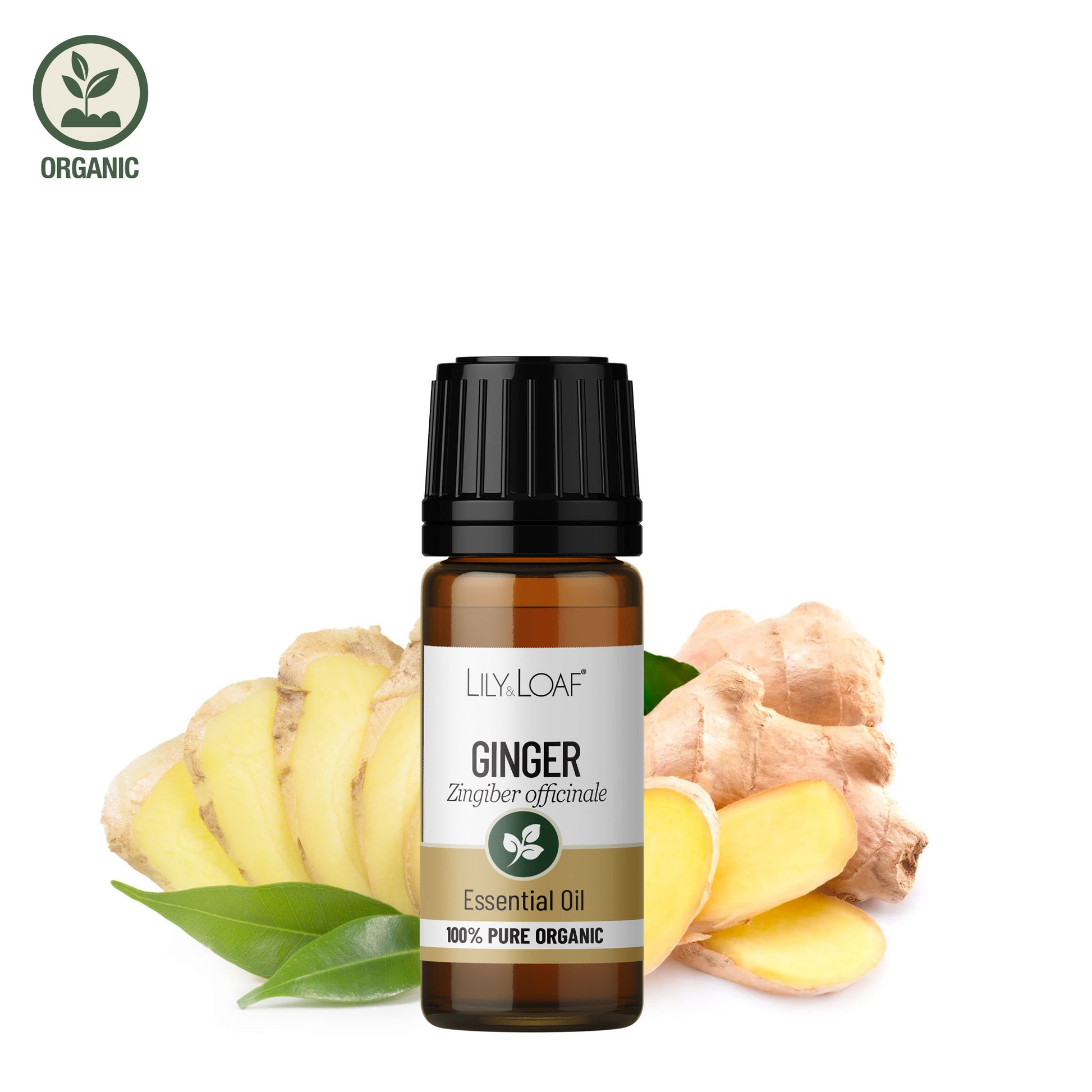 white ginger lily pure essential oil Ginger Organic Essential Oil | Aromatherapy