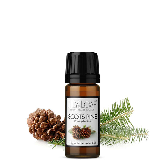 Scots Pine Organic Essential Oil