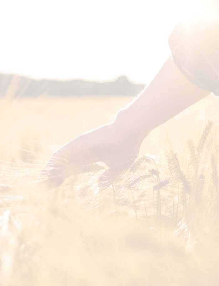 golden corn field with hand brushing over the heads