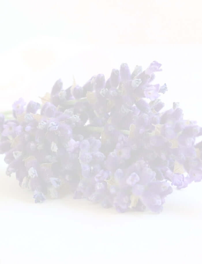 bunch of fresh lavender on white surface