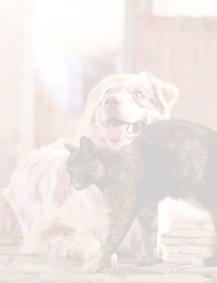 A black and orange cat brushing against a golden dog, looking like best of friends