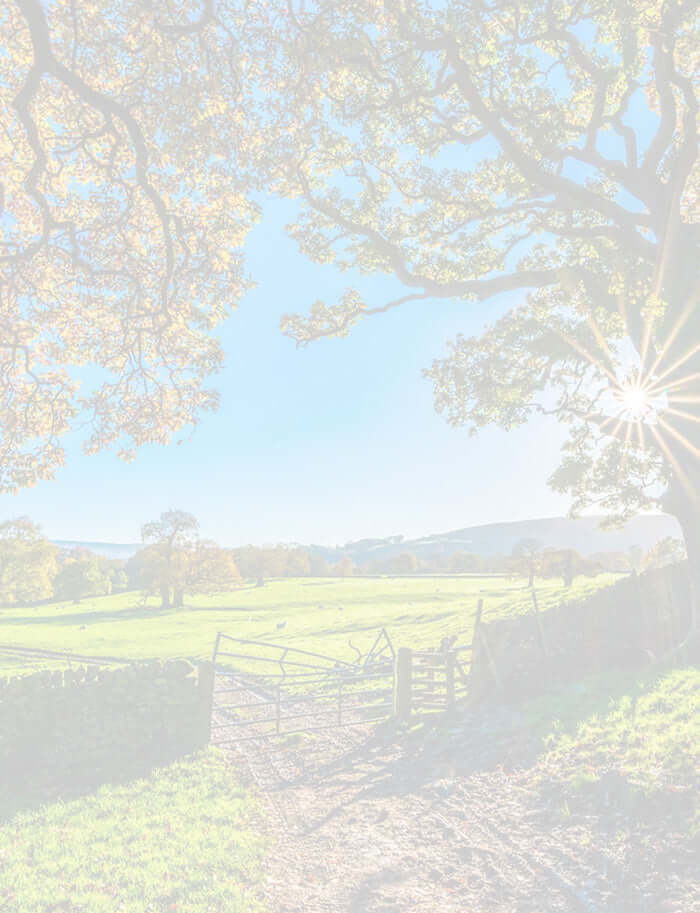 sun bathed field and trees