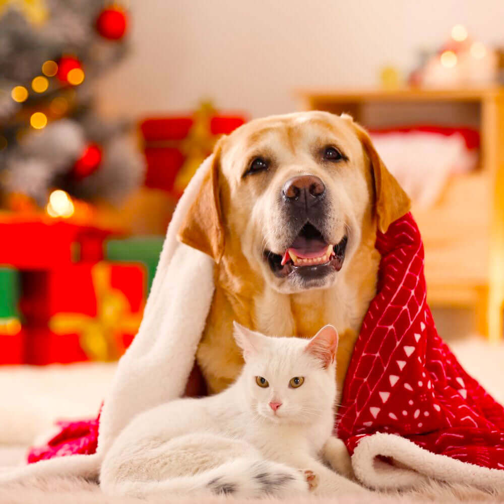 A golden Labrador and white cat curled up on a red blanket with a Christmas tree and presents in the background