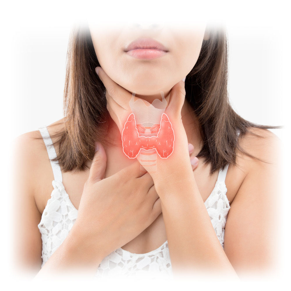 Visual overlay of the thyroid gland on a woman's neck with text about the glandular system's importance, part of Lily & Loaf's educational content.