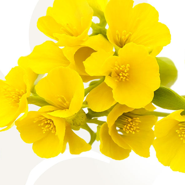 Yellow Evening Primrose flowers on a white background