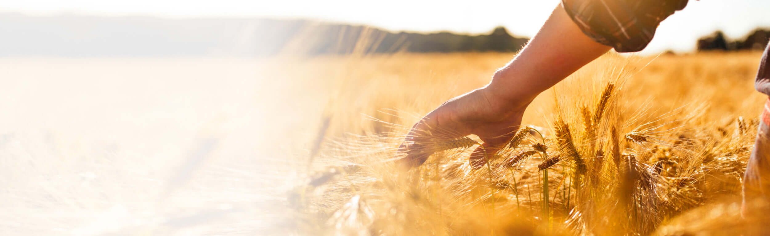 golden corn field with hand brushing over the heads