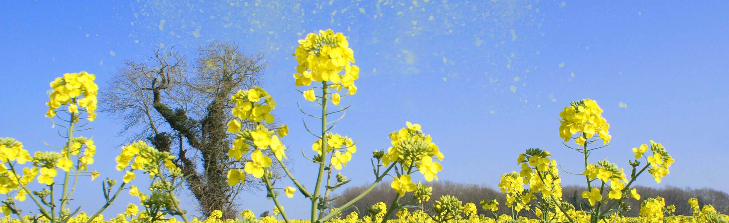 field with pollen in the air