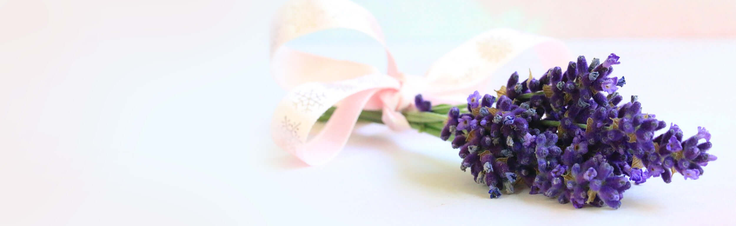 lavender with pink bow