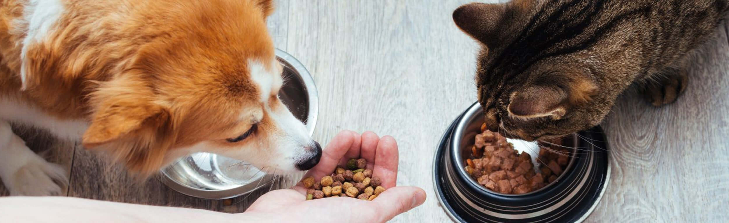 A ginger and white dog and a tabby cat eating out of silver bowls