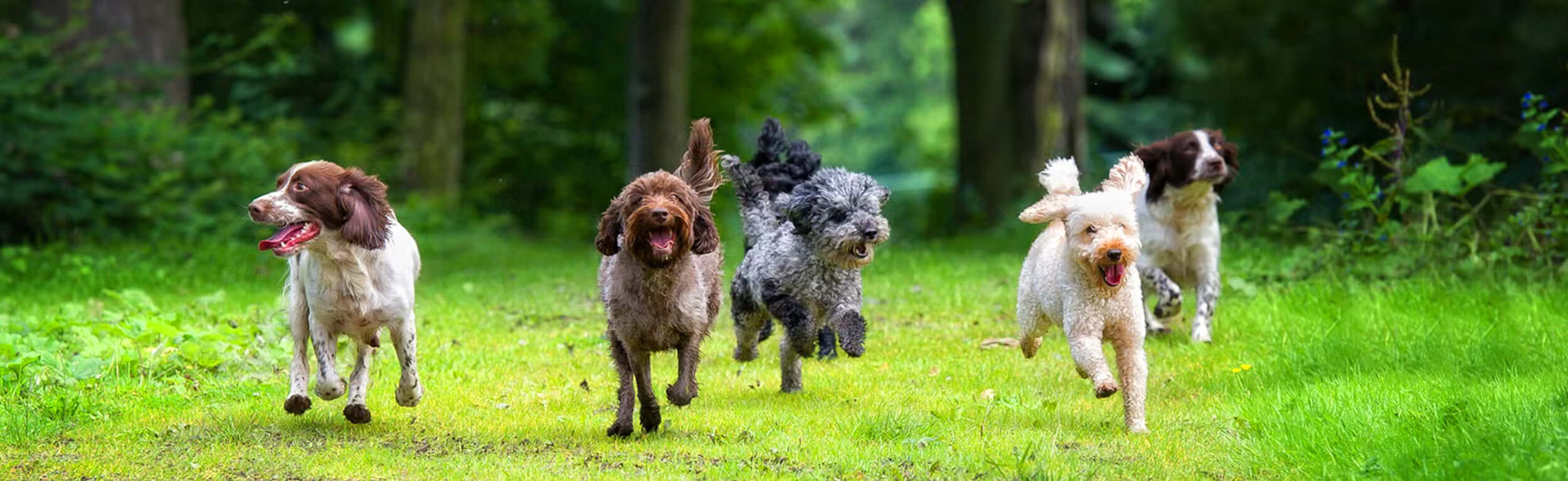 group of dogs running in the forest