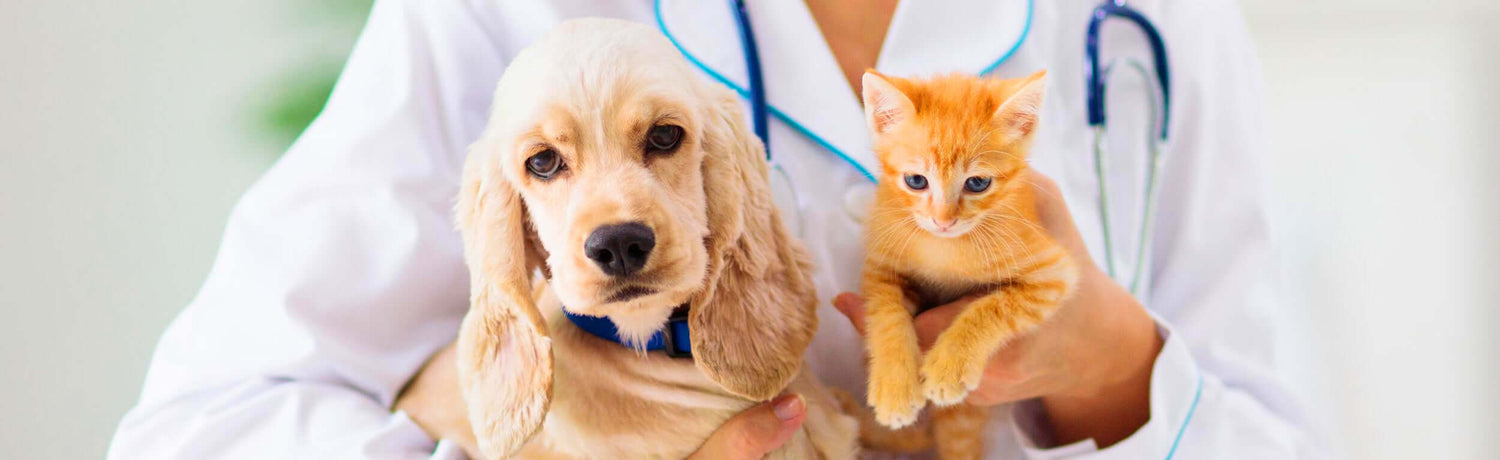 A vet cuddling a golden spaniel dog and tabby kitten