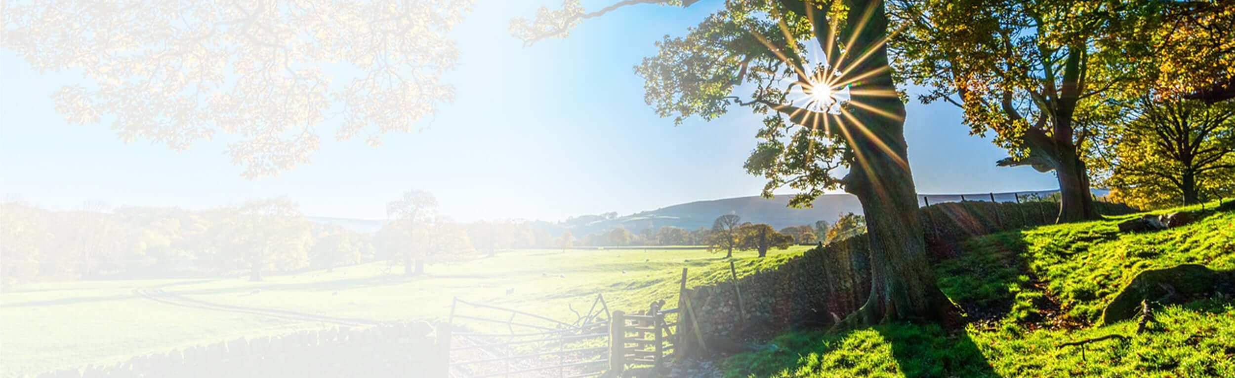 beautiful sun bathed field