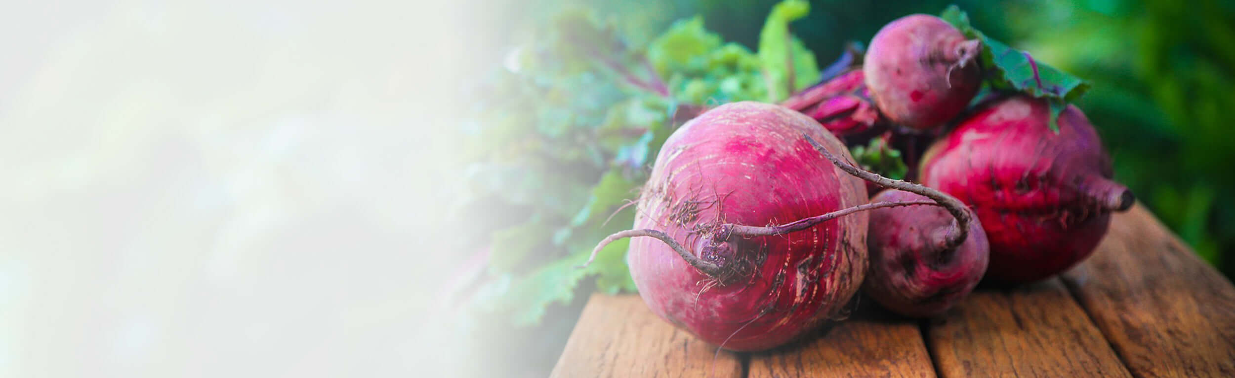 fresh beetroot on bench in garden