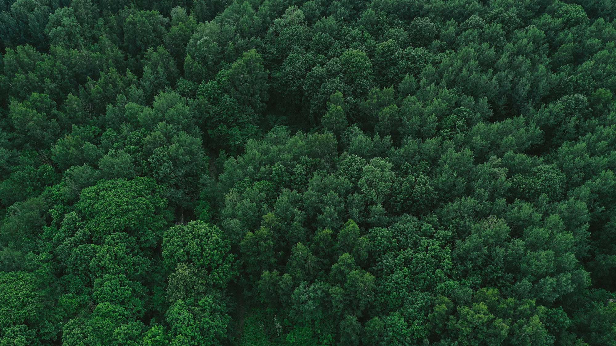 An aerial view of a green forest