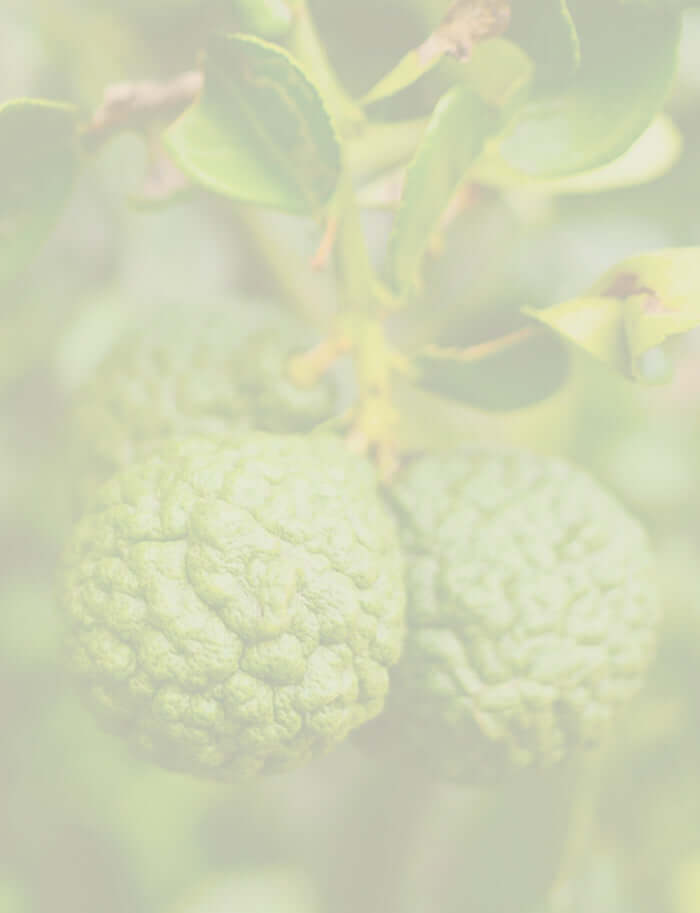 bergamot fruit on tree