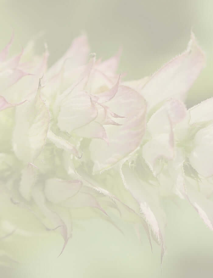 clary sage flowers