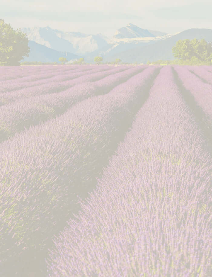 lavender field