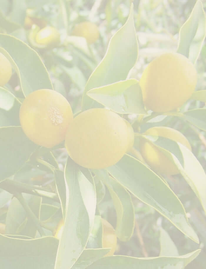 fresh lemons on the vine