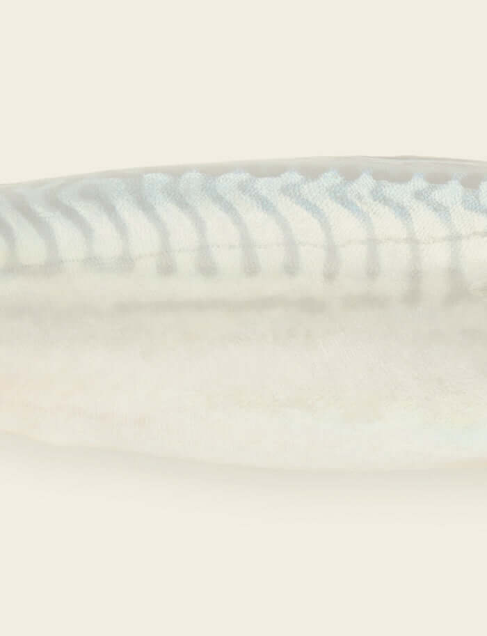 Mackerel fish indicating oily fish