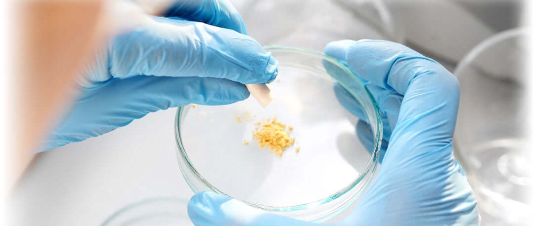 Hands in blue gloves conducting quality checks in a lab, ensuring the purity of Lily & Loaf's natural products.