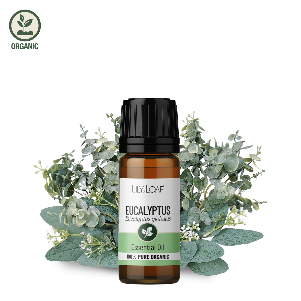 Eucalyptus Organic Essential Oil