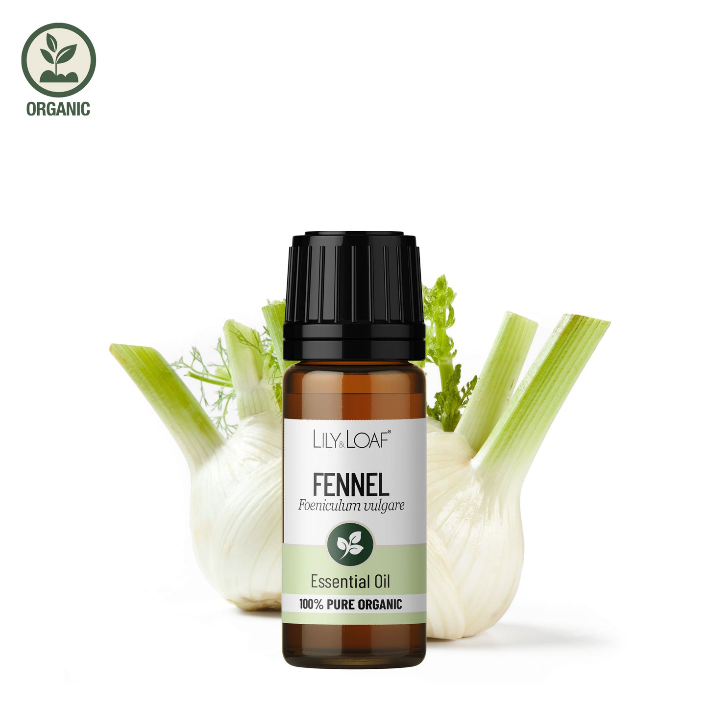 Lily & Loaf organic fennel essential oil bottle shown with fresh fennel bulbs and green stalks on a white background.