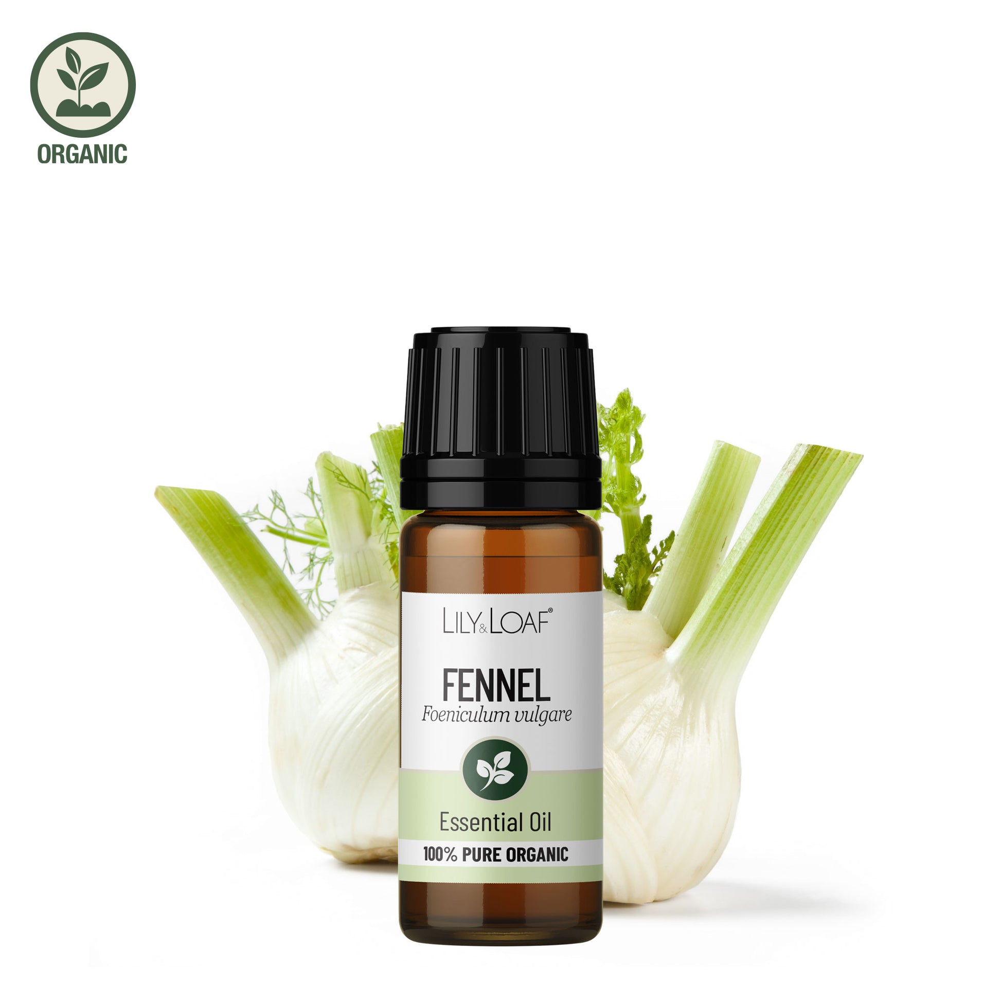 Lily & Loaf organic fennel essential oil bottle shown with fresh fennel bulbs and green stalks on a white background.