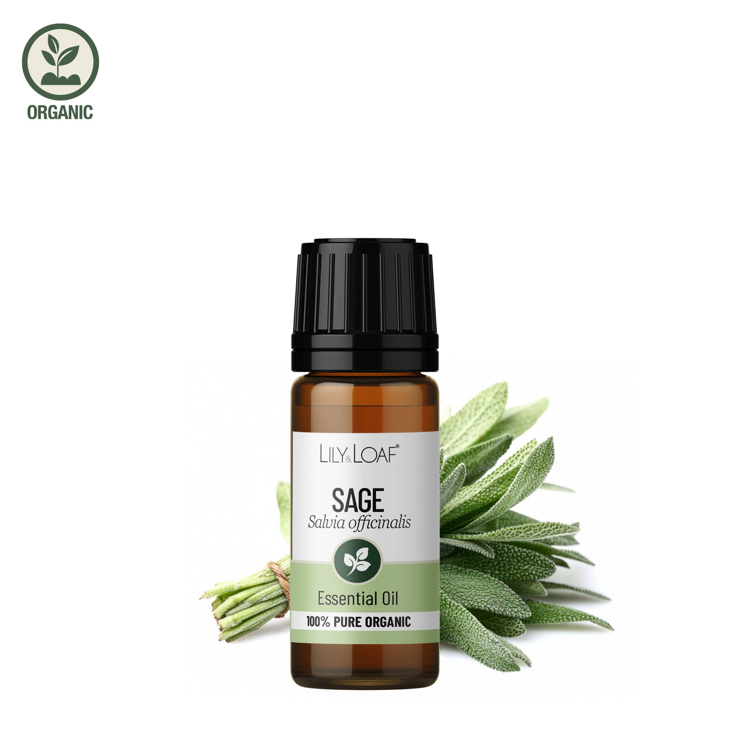 Lily & Loaf organic Sage essential oil bottle with fresh sage leaves on a white background.